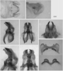 Melanoplus glaucipes (Scudder, 1875): male genitalia. (Otu).