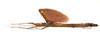 CollectionObject 1595886; 9bcd071a-8ff4-4384-a2c9-8003fce47537: copyright LKCNH Singapore. female, lateral view (holotype). (CollectionObject).