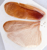 Litopeltis compleptera Roth & Gutiérrez, 1998: Photo taken by Heidi Hopkins. (Otu).