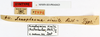 CollectionObject 1562336; bf5e6a6a-ca3a-49bb-987f-8d12faab2441: copyright MNHN, Paris. female, data labels (syntype). (CollectionObject).