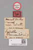 CollectionObject 1518325; 590f1bc5-5917-49d5-9ae4-d808148c58c9, NHMUK012497315: labels (holotype). (CollectionObject).