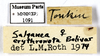 CollectionObject 1587177; MNHN(SF IMPORT DUPLICATE) MNHN-EP-EP1091, 6573f775-b395-40e9-807a-f9f5dfb375be: CC BY-NC-ND 4.0/MNHN - Depraetere Marion - 2014. Non type, female. Specimen number: MNHN-EP-EP1091. http://coldb.mnhn.fr/catalognumber/mnhn/ep/ep1091. (CollectionObject).