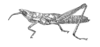 Leptea debilis (Finot, 1894): Fig. 534. female habitus. (Otu).
