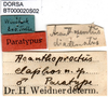 CollectionObject 1568347; 55799a4a-7362-41ad-9397-a23e03c6d0ef: labels (syntype of Acanthoproctus elaphos). (CollectionObject).