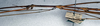 CollectionObject 1561735; NMW 328, 0c3b4d2c-1126-4da2-a7c6-e9c7c0b941be: copyright NMW, Vienna. male: head and thorax, lateral view (syntype). (CollectionObject).