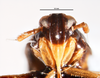 Head on Delphacodes aterrimus Muir, 1926: (Observation).