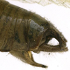 CollectionObject 1505880; 7aaac79b-4660-487b-b48c-14b30f45b04a: male abdomen tip, lateral view (holotype). (CollectionObject).