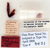 Eurycotis lixa Rehn, 1930: Photo taken by Heidi Hopkins. (Otu).