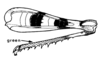 Abracris dilecta Walker, 1870: Fig. 2E. right hind femur, internal view. (Otu).