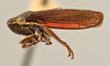 Habitus, lateral view: (Observation).