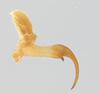 CollectionObject 1578246; b16d22ee-35eb-4b05-a3a3-6fd31896f523: male, cercus. (CollectionObject).