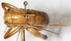 CollectionObject 1533024; eb0e04fb-162d-40c0-a26c-254ab78ad183: female, dorsal view (syntype). (CollectionObject).