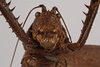 CollectionObject 1534546; f649ad2b-bec5-4fe1-94b6-fc317d6b3723: female, frontal view (holotype of Choeroparnops platythorax). (CollectionObject).