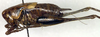 CollectionObject 1502735; 66324866-bac3-4cbd-b0a2-5c9b8d13cec4: male, lateral view (paratype). (CollectionObject).