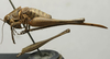 CollectionObject 1535134; 09af90a4-c577-4c09-aea9-58f904d63d96: female, lateral view (lectotype). (CollectionObject).