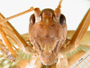 CollectionObject 1500176; 923a97bf-b74e-4660-9daf-5bf4df9fd112, MfN 3042: female, frontal view (holotype). (CollectionObject).