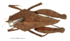 CollectionObject 1567869; fab4d06f-3aeb-41a1-bc39-7982f37b1856: female, dorsal view. (CollectionObject).