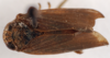 Habitus, dorsal view on Docalidia multispiculata Nielson, 1979: (Observation).