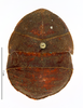CollectionObject 1587473; MNHN(SF IMPORT DUPLICATE) MNHN-EP-EP730, af88036f-bb0b-4601-80b9-300e5fde7534: CC BY-NC-ND 4.0/MNHN - Depraetere Marion - 2014. Type, female, of senegalensis Chopard, 1929. Specimen number: MNHN-EP-EP730. http://coldb.mnhn.fr/catalognumber/mnhn/ep/ep730. (CollectionObject).