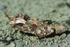 Lobosceliana femoralis (Walker, 1870): female. (Otu).