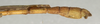CollectionObject 1561845; NMW 1025, a2189087-09fc-419d-abfd-b4353cccfbc3: copyright NMW, Vienna. male: end of abdomen, lateral view (holotype). (CollectionObject).