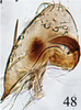 Subgenital plate: !! display not done !! on Neolimnus (Neolimnus) egyptiacus (Matsumura, 1908): (Observation).