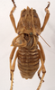 CollectionObject 1534691; d2e69594-0070-481d-9ad7-6e7d6a92a85a: male, dorsal view (syntype). (CollectionObject).