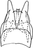 Subgenital plate, ventral view on Dikraneura (Dikraneura) rubica DeLong & Caldwell, 1937: Subgenital plates. (Observation).