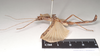 CollectionObject 1562075; NHMUK(SF IMPORT DUPLICATE) 844856, eef1f415-81a2-4af0-94e7-bee4d081a773: copyright Natural History Museum, London. male, lateral view (holotype). (CollectionObject).
