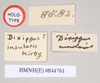 CollectionObject 1559251; 1093c59f-8e59-4f1d-8c45-0ad53cd66496: copyright Natural History Museum, London. female, data labels [top right, reversed] of Dixippus insularis (holotype). (CollectionObject).