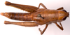 CollectionObject 2704307; CNMS 34, ebe6020d-54d3-44fa-b75e-6b175484bd49, CNMS 34: dorsal view. female (paratype). (CollectionObject).