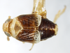 Habitus, dorsal view: !! display not done !! on Criomorphus inconspicuus (Uhler, 1877): (Observation).