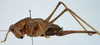 CollectionObject 1517335; ade24693-a9ce-4506-afcc-83bf822d907f: female, lateral view (holotype). (CollectionObject).