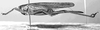 Tettigonia longispina Ingrisch, 1983: female, lateral view (paratype). (Otu).