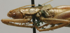 CollectionObject 1535921; baa9f1e8-3380-4e1d-9a3a-68bfe3103d66: female pronotum, lateral view (paralectotype). (CollectionObject).
