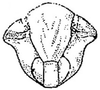 Head: !! display not done !! on Fitchana vitellina (Fitch, 1851): Face. (Observation).