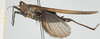 CollectionObject 1518021; 81beea2e-b894-4927-97b0-272bb968ff41, NHMUK010924491: male (syntype), lateral view. (CollectionObject).