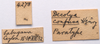 CollectionObject 2060419; CNMS 4278, 74bb7c79-5f7e-4058-986a-a303ce842e1b: labels (paratype). (CollectionObject).
