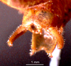 CollectionObject 1503291; 1386ed40-3f35-459e-8015-a271b2b3290e: male cerci. (CollectionObject).