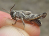 nymph (White River Road, 9 miles ESE of Harrison, Nebraska, 6 September 2020). Depicts Melanoplus gladstoni Scudder, 1897, an Otu.