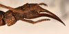 copyright OUMNH. female: end of abdomen, lateral view of Heteropteryx westwoodii (holotype). Depicts CollectionObject 1559868; 99e55337-6a48-402f-a194-448830ad1fa3, a CollectionObject.