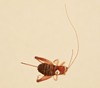CollectionObject 2071154; NHMUK015984287, ca2e4305-0f39-486b-8fe7-94a2fa81832f: female, dorsal view (paratype). (CollectionObject).