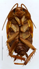 CC BY-NC-ND 4.0/MNHN - Depraetere Marion - 2014. Non type, sex unknown. Specimen number: MNHN-EP-EP934. http://coldb.mnhn.fr/catalognumber/mnhn/ep/ep934. Depicts CollectionObject 1587385; MNHN(SF IMPORT DUPLICATE) MNHN-EP-EP934, 2bfd4668-f53a-428e-b759-c95ed4db234e, a CollectionObject.