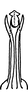 Aedeagus, ventral view on Erythridula haspata (Ross & DeLong, 1953): Aedeagus, ventral view. (Observation).