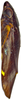 Habitus, lateral view on Buloria zeylanica Viraktamath & Webb, 2019: Habitus, male, lateral view. (Observation).