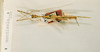 CollectionObject 1560049; 38ba4b1d-6f6c-4223-a8a6-c3e2439e66a8: copyright NHRS, Stockholm. male (holotype). (CollectionObject).