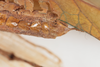 CollectionObject 1505723; 27ffbcd4-93cb-4900-9837-2677ce18f56c: male, ventral view (syntype). (CollectionObject).