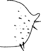 Pygofer, lateral view on Shaddai shaanxiensis Ma, 1981: Pygofer, lateral view. (Observation).