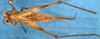CollectionObject 1590028; 41e30de1-8d9a-43ab-a41d-597043c6d53b: female, dorsal view (allotype). (CollectionObject).