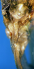 CollectionObject 1505309; b8d7e639-5214-4f6c-8fb0-b2cdf5e2fff9: female subgenital plate (holotype). (CollectionObject).